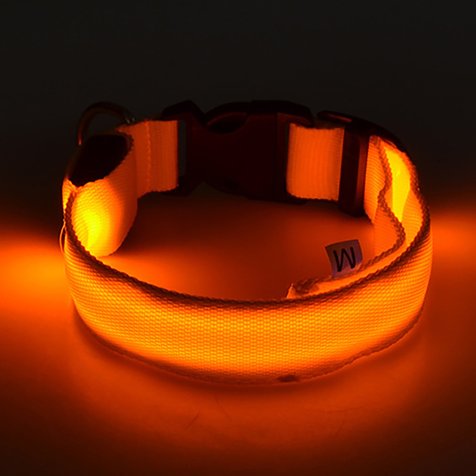 Light Up The Night with a LED Dog & Collar