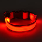 Light Up The Night with a LED Dog & Collar