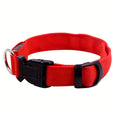 Light Up The Night with a LED Dog & Collar