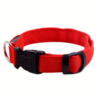 Light Up The Night with a LED Dog & Collar