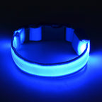Light Up The Night with a LED Dog & Collar