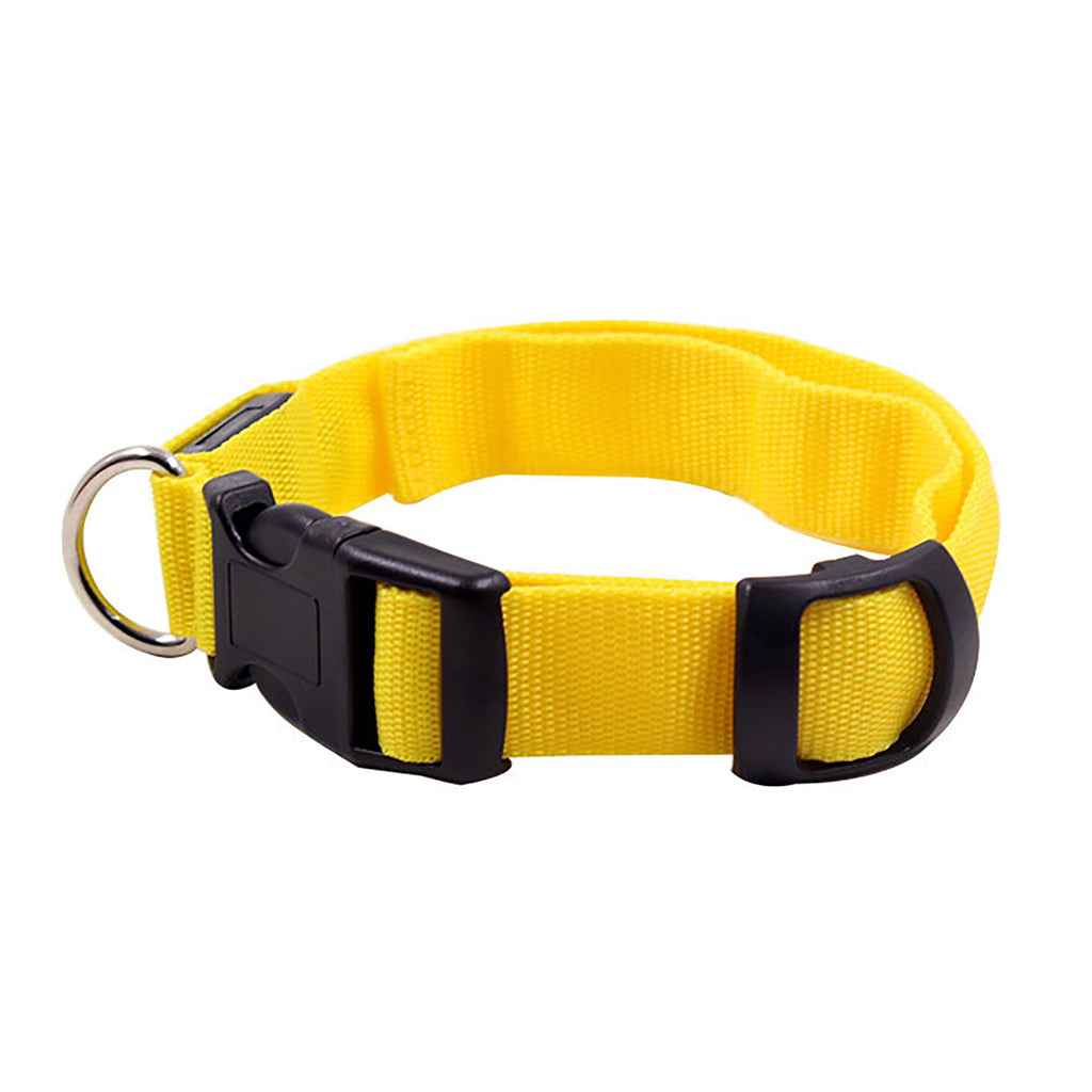 Light Up The Night with a LED Dog & Collar