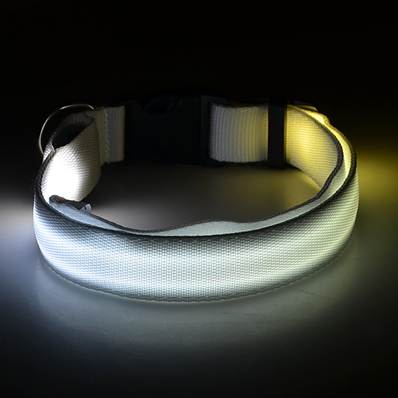 Light Up The Night with a LED Dog & Collar