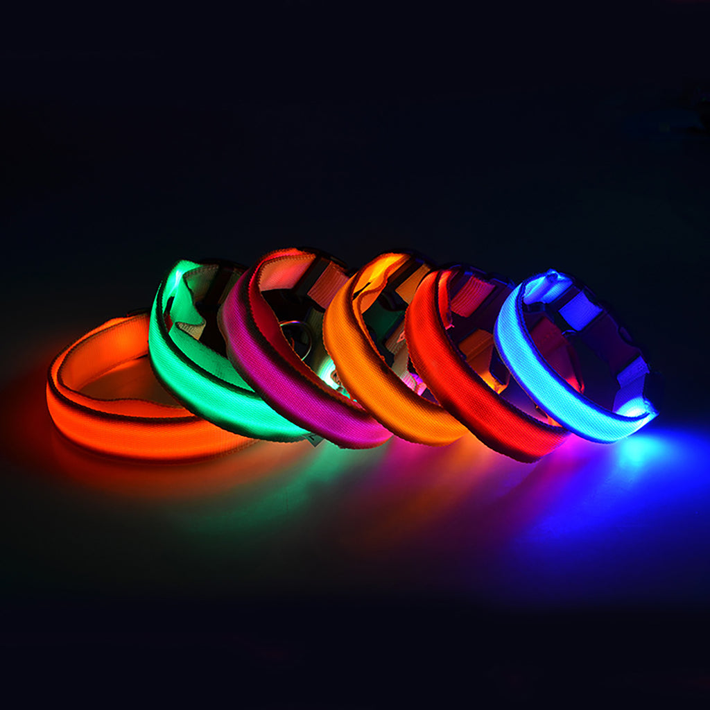 Light Up The Night with a LED Dog & Collar
