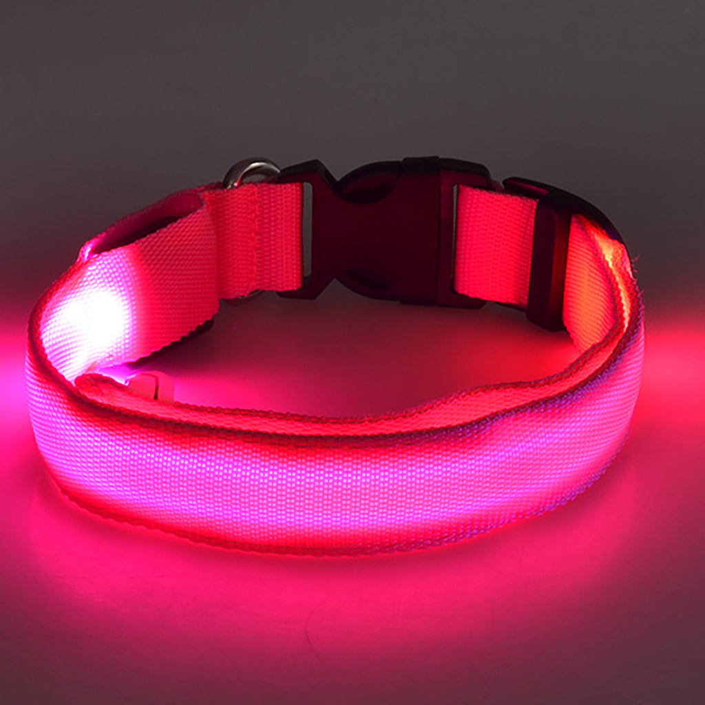 Light Up The Night with a LED Dog & Collar
