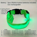 Light Up The Night with a LED Dog & Collar