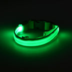 Light Up The Night with a LED Dog & Collar
