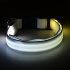Light Up The Night with a LED Dog & Collar