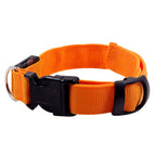 Light Up The Night with a LED Dog & Collar