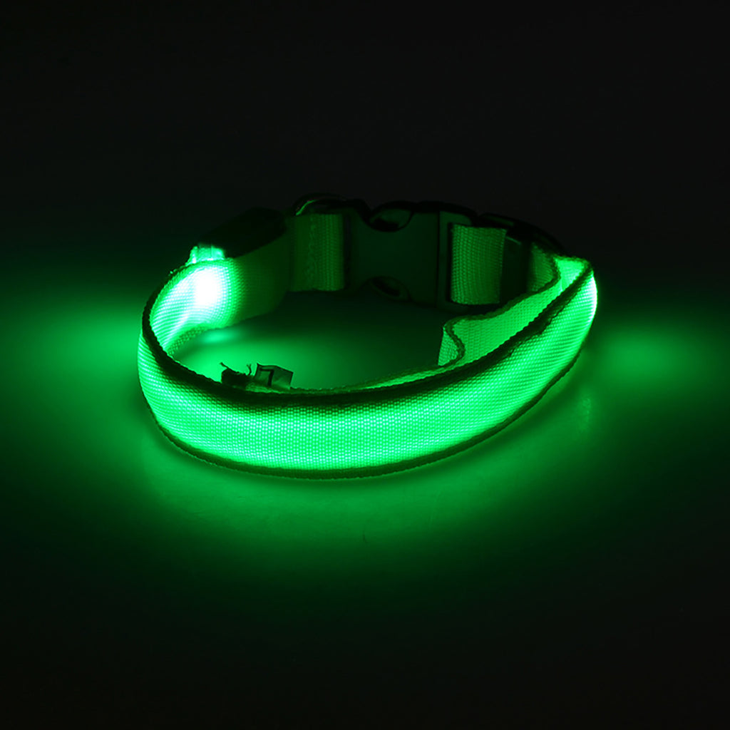 Light Up The Night with a LED Dog & Collar