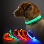 Light Up The Night with a LED Dog & Collar
