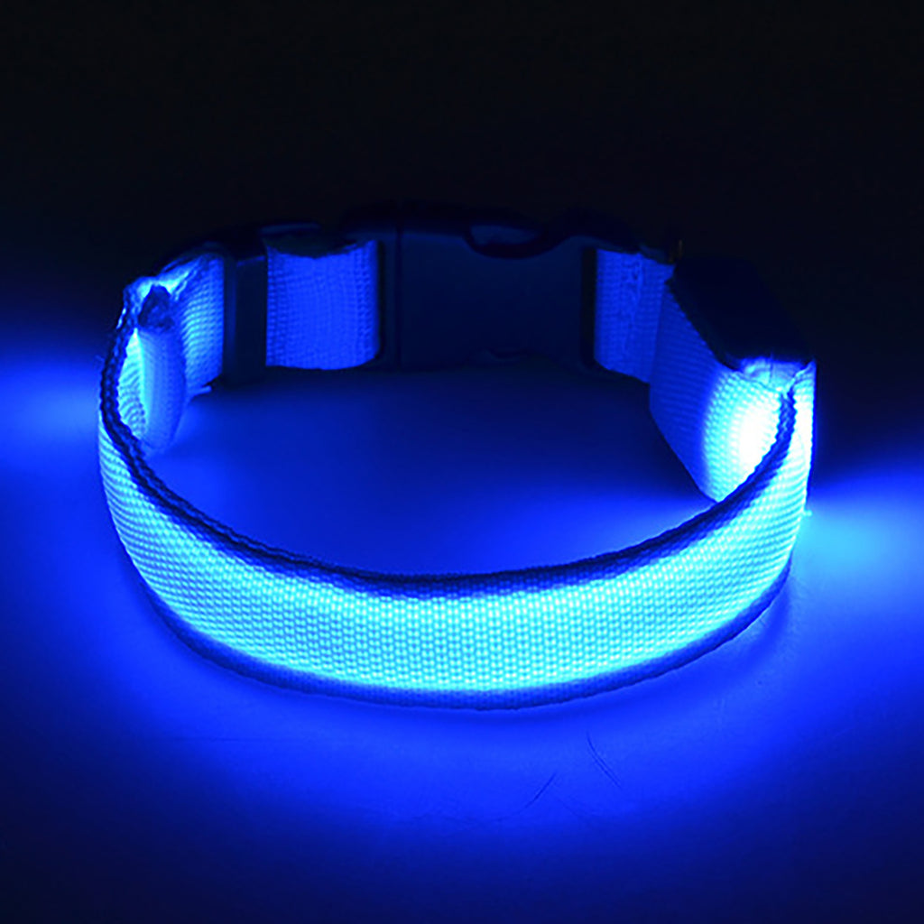 Light Up The Night with a LED Dog & Collar