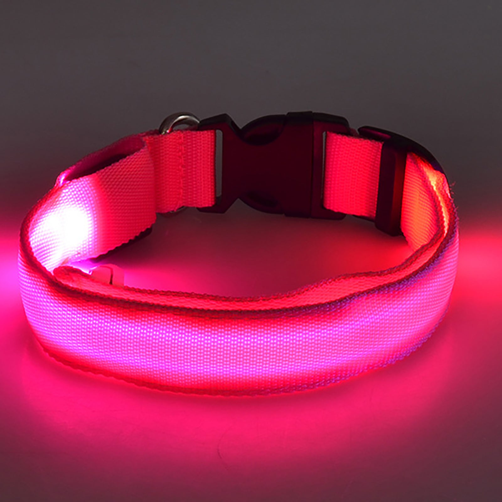 Light Up The Night with a LED Dog & Collar